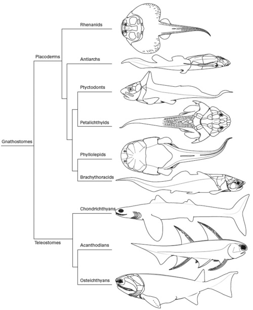 Diversity of Placoderms and other early fish