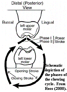 Schematic of masticatory cycle
