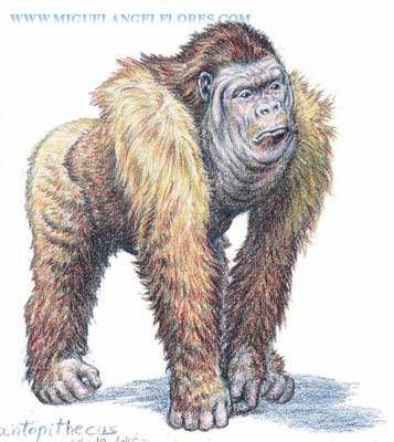 Gigantopithecus - life reconstruction by Miguel Angel Flores