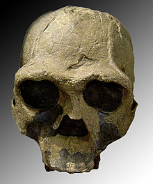 anthropopithecus erectus