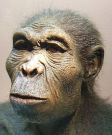 Homo habilis - life reconstruction