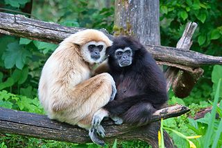 A pair of Lar Gibbons