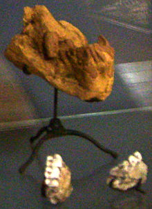 Kenyapithecus wickeri fossils, Muséum national d'histoire naturelle, Paris