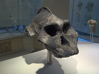 Paranthropus aethiopicus 