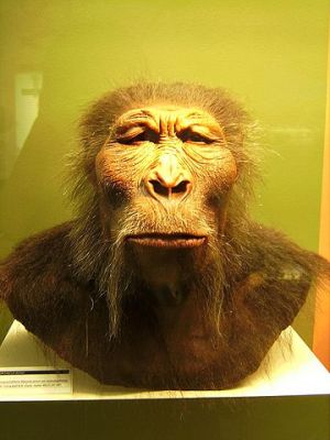 Paranthropus boisei