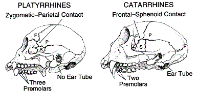 platyrrhini nostrils