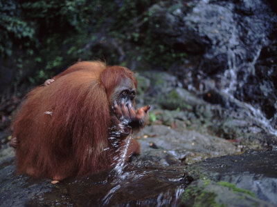 Sumatran orangutan drinking while neatly concealing her baby