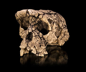 Cast of the Sahelanthropus tchadensis holotype cranium