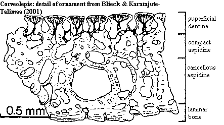 Corveolepis ornament cross-section