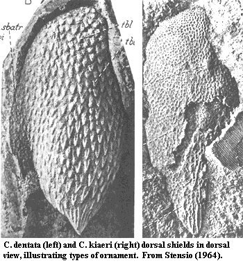 Ctenaspis ornament from Stensio (1964)