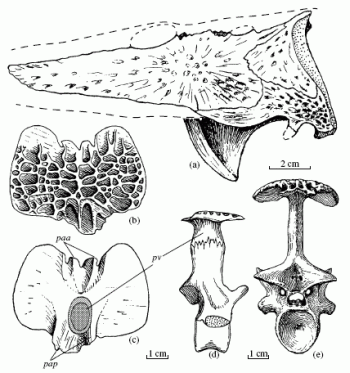 Bystrowiana permira