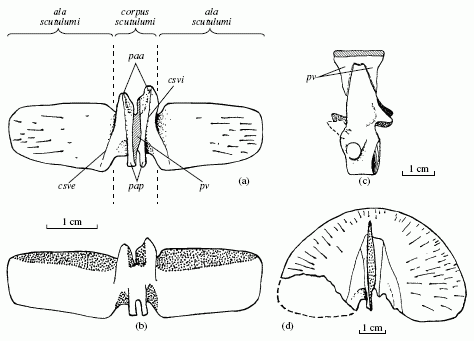 Chroniosaurus armor