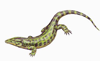Solenodonsaurus janenschi - life reconstruction by Dmitry Bogdanov - Wikipedia