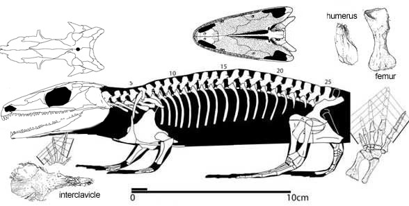 Gephyrostegus bohemicus