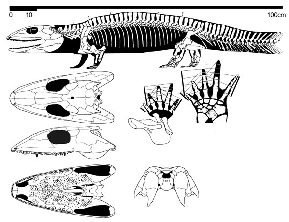 Proterogyrinus scheeleri