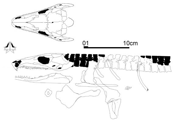 Solenodonsaurus janenschi by David Peters