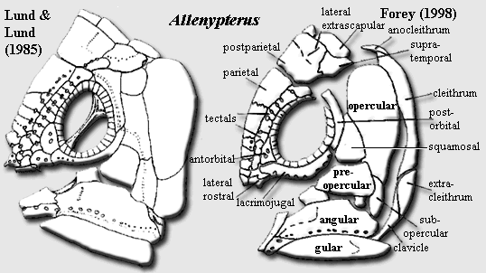 Allenypterus skull. 2 reconstructions