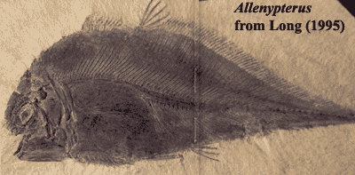 Allenypterus from Long (1995)