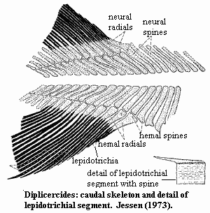 Diplocercides caudal skeleton. Jessen (1973)