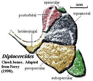 Diplocercides cheek bones. Forey (1998)