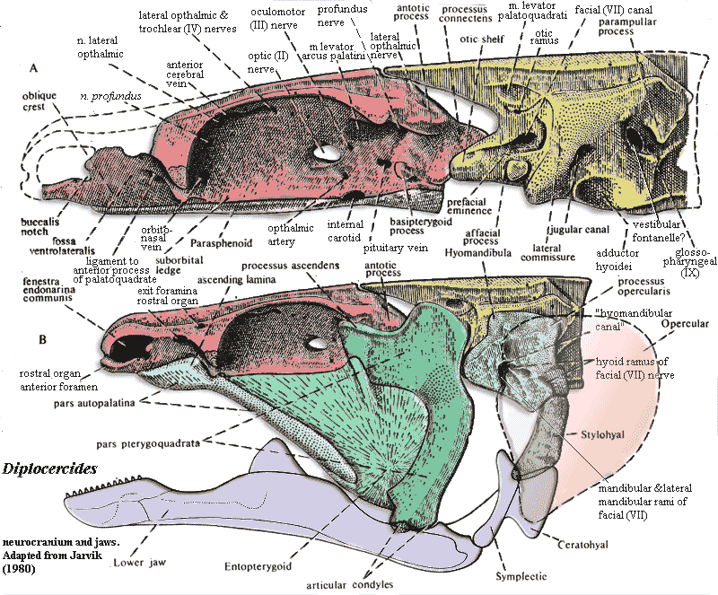 Diplocercides neurocranium and jaws. Jarvik (1980)