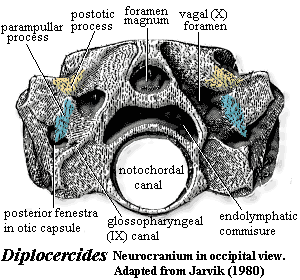 Diplocercides neurocranium in occipital view. Jarvik (1980)