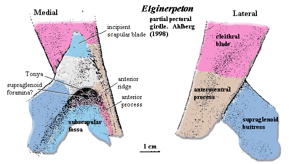 Elginerpeton partial pectoral girdle. Ahlberg (1998)