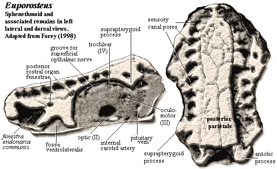 Euporosteus. Forey (1998)