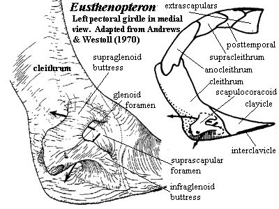 Eusthenopteron Left pectoral girdle in medial view. Andrews & Westoll (1970)