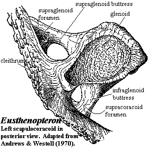 Eusthenopteron left scapulocoracoid in posterior view. Andrews & Westoll (1970)