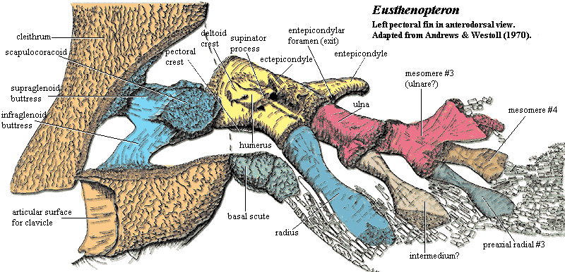 Eusthenopteron pectoral