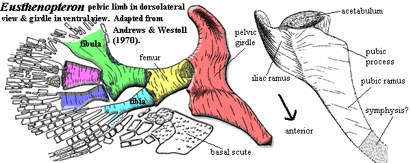 Eusthenopteron pelvic limb