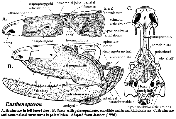 A treatise on zoology . »L ^f. Ym. IV. 1.—Cucumaria pentactes (Linn.),  opened along the right of the median dorsal line ; theright respiratory  tree has been cut short. 2.—Spicule ; 3.—Oral