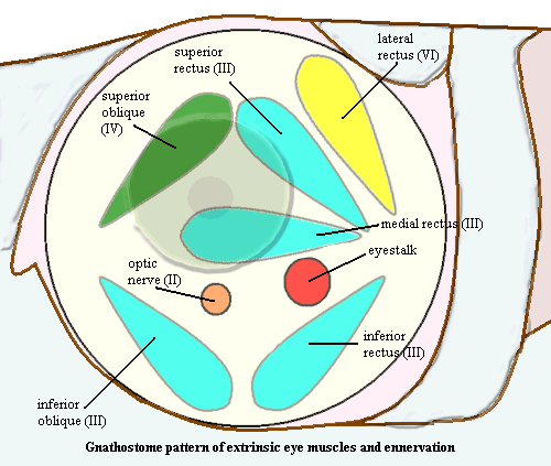 Rectus muscles