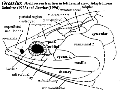 Grossius skull. Schultze (1973) & Janvier (1996).