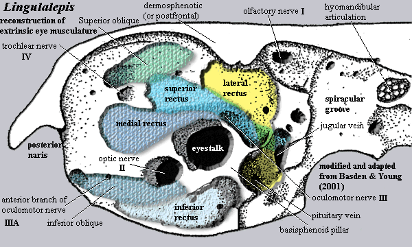 Lingulalepis Orbit with reconstruction of extrinsic eye muscles