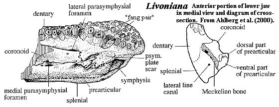 Livoniana from Ahlberg et al. (2000)