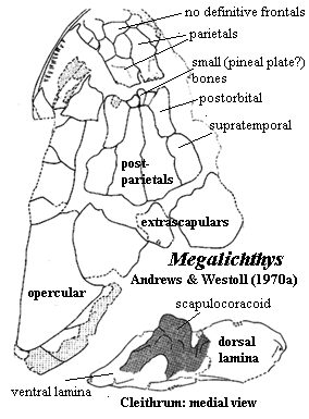 Megalichthys skull & pectoral elements from Andrews & Westoll (1970a)