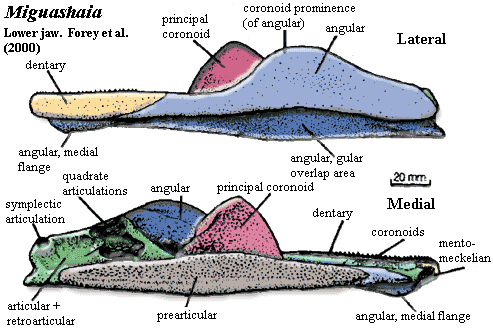 Miguashaia lower jaw. Forey et al. (2000)
