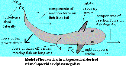 Osteolepiform locomotion model