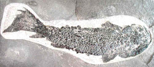 Osteolepis fossil