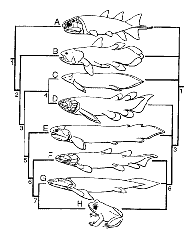Sarcopterygii cladogram