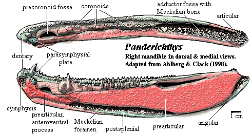 Panderichthys Mandible