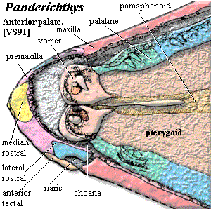 Panderichthys anterior palate Vorobyeva & Schultze (1991)