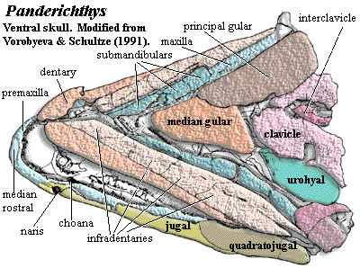 Panderichthys ventral skull. Modified from Vorobyeva & Schultze (1991)