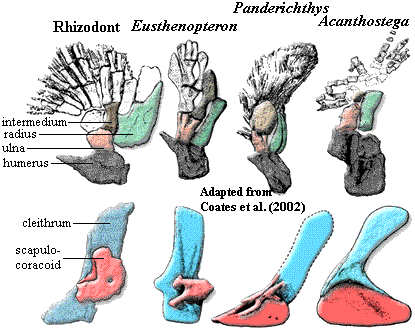 Pectoral girdles & limbs. Coates et al. (2002)