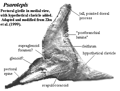 Psarolepis pectoral girdle. Zhu et al. (1999)