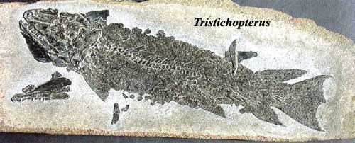 Tristichopterus