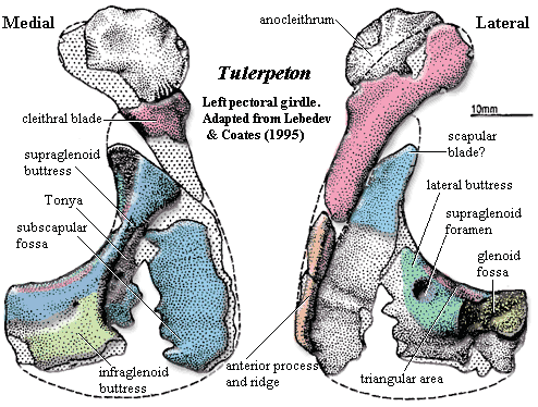 Tulerpeton pectoral girdle. Lebedev & Coates (1995)
