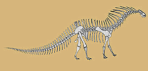 Amargasaurus